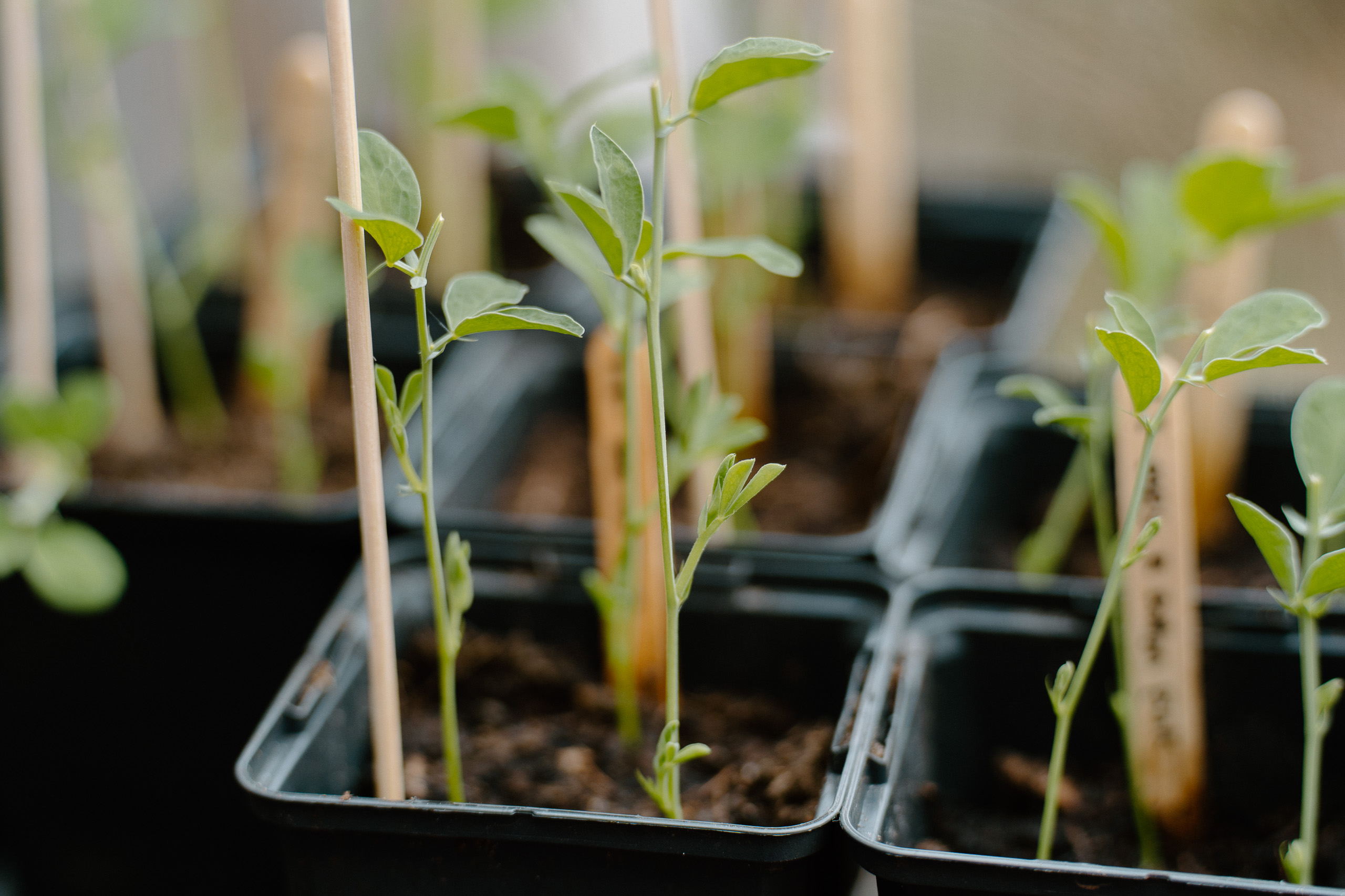 Lathyrus Odoratus planten en ondersteunen