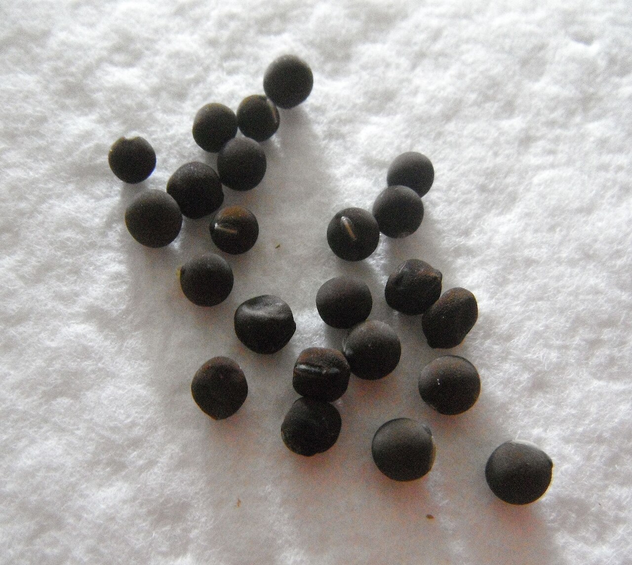 Lathyrus Odoratus zaden