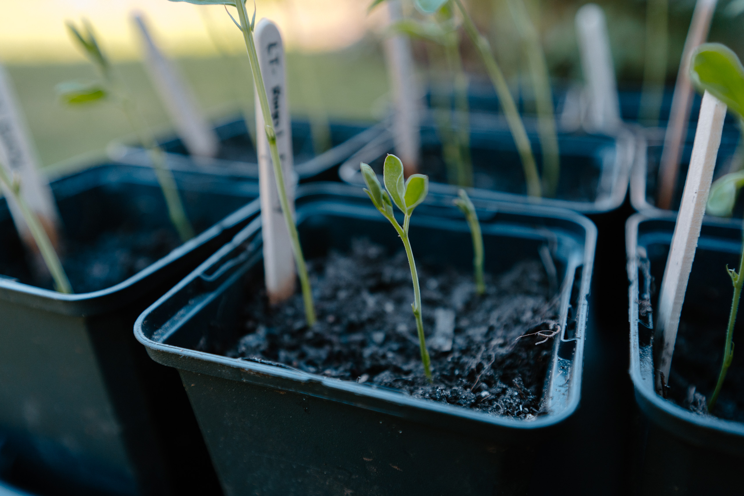 Lathyrus zaailing in pot