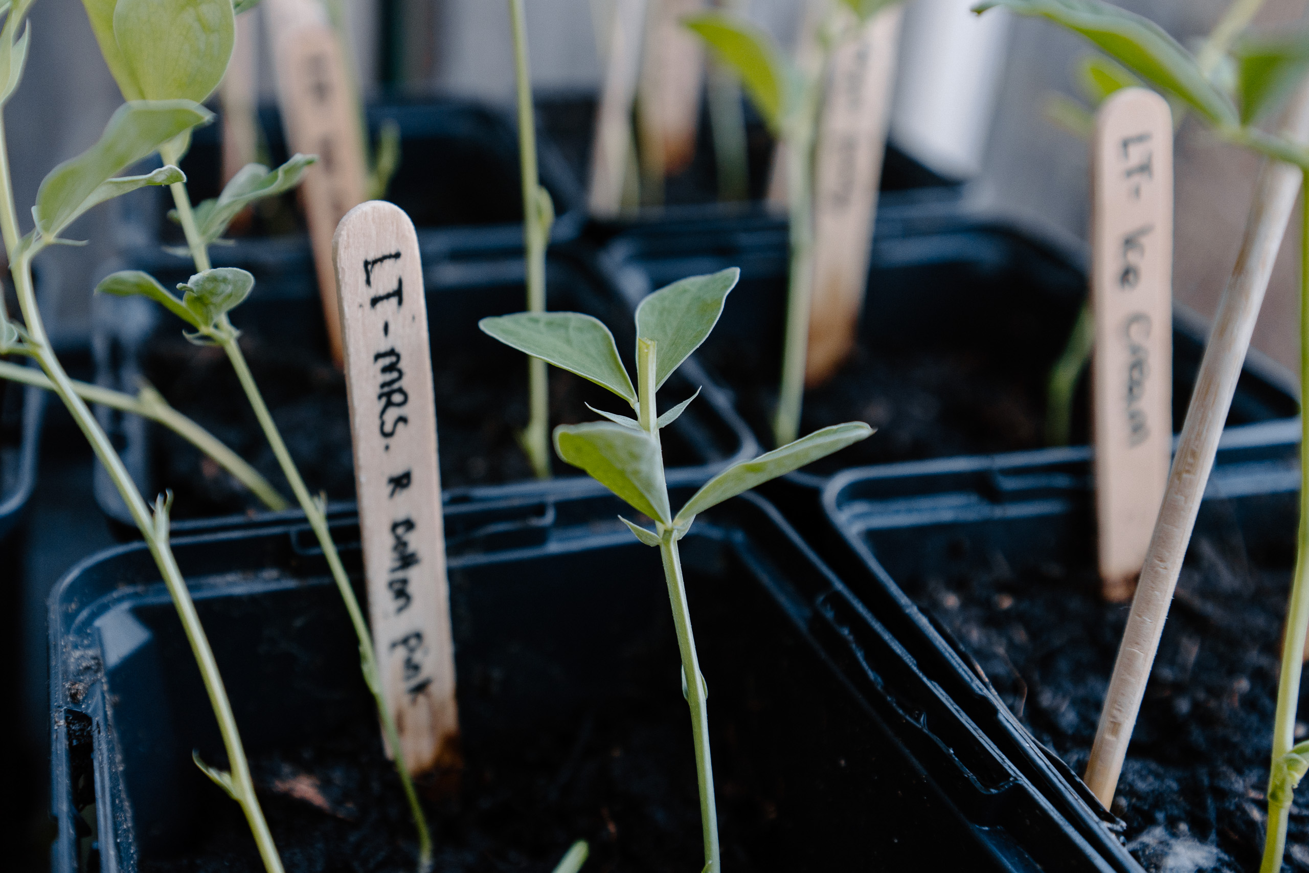 Lathyrus Odoratus planten en ondersteunen