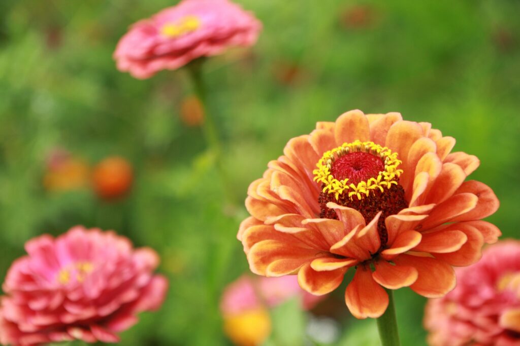Zinnia featured image