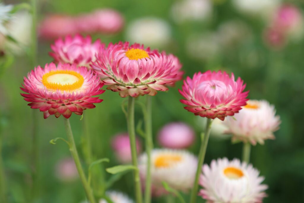 Strobloem featured image